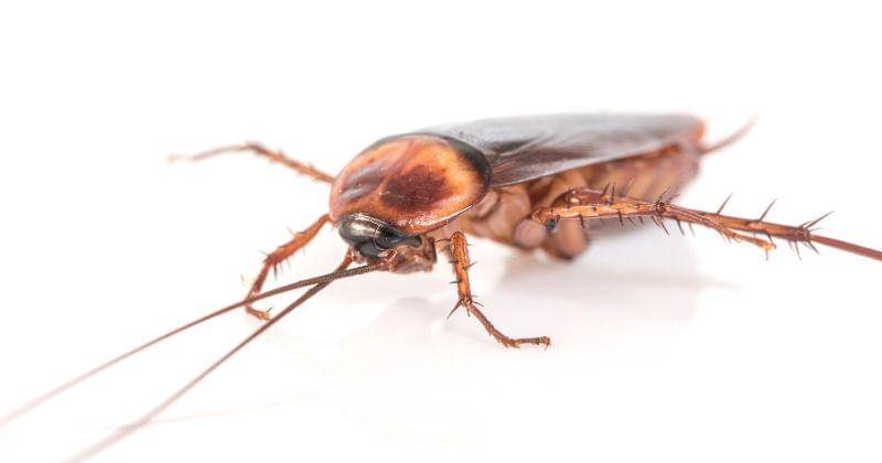 Freepik/Jigsawstocker